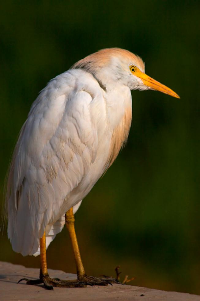 Fácil de identificar - Easy to identify